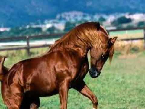 UNA CARRERA -  CACHO MARQUEZ