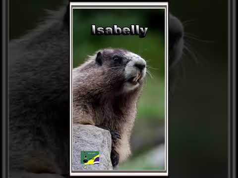 Isabelly #memes #marmota