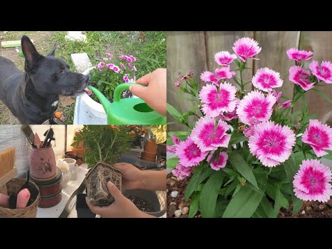 , title : 'Acompañenme a Plantar Plantas con Flores Hermosas 😍🌼🍁#jardineria #vlogs'