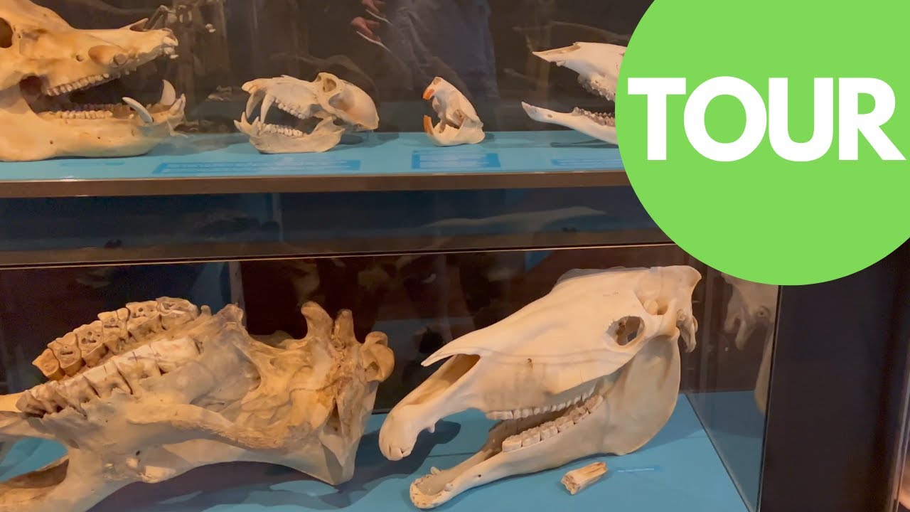 Take a virtual tour of Stavanger City Museum with a traveler.