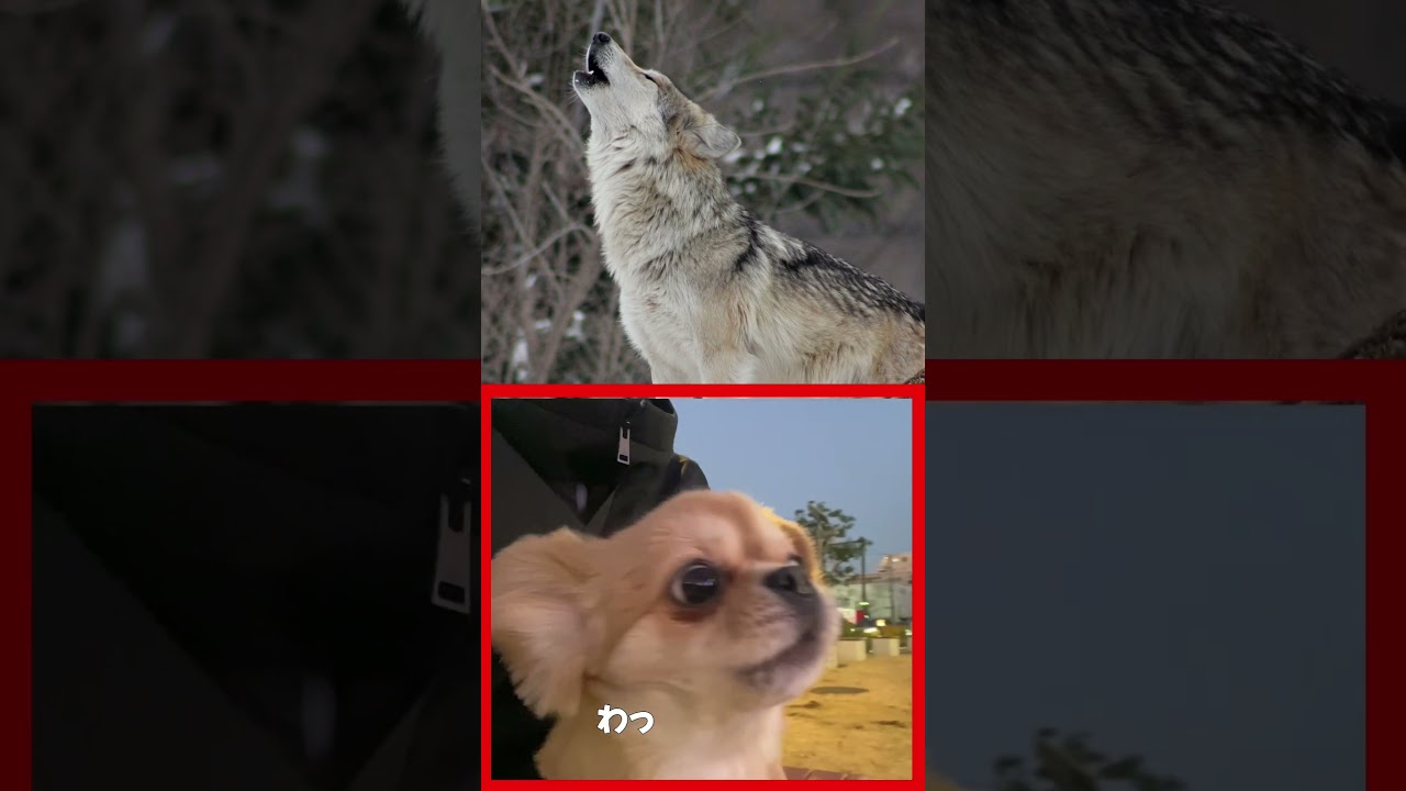 オオカミとハナを比較してみた