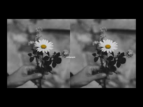 HammAli & Navai, Loc-Dog - Лепесток (2024)