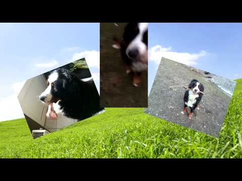 Tribute to Matysek (Aldebarán Rondine)