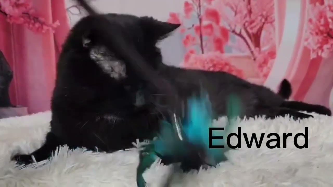 Edward, a Adoptable mixed breed in Greensburg, PA video 5/6