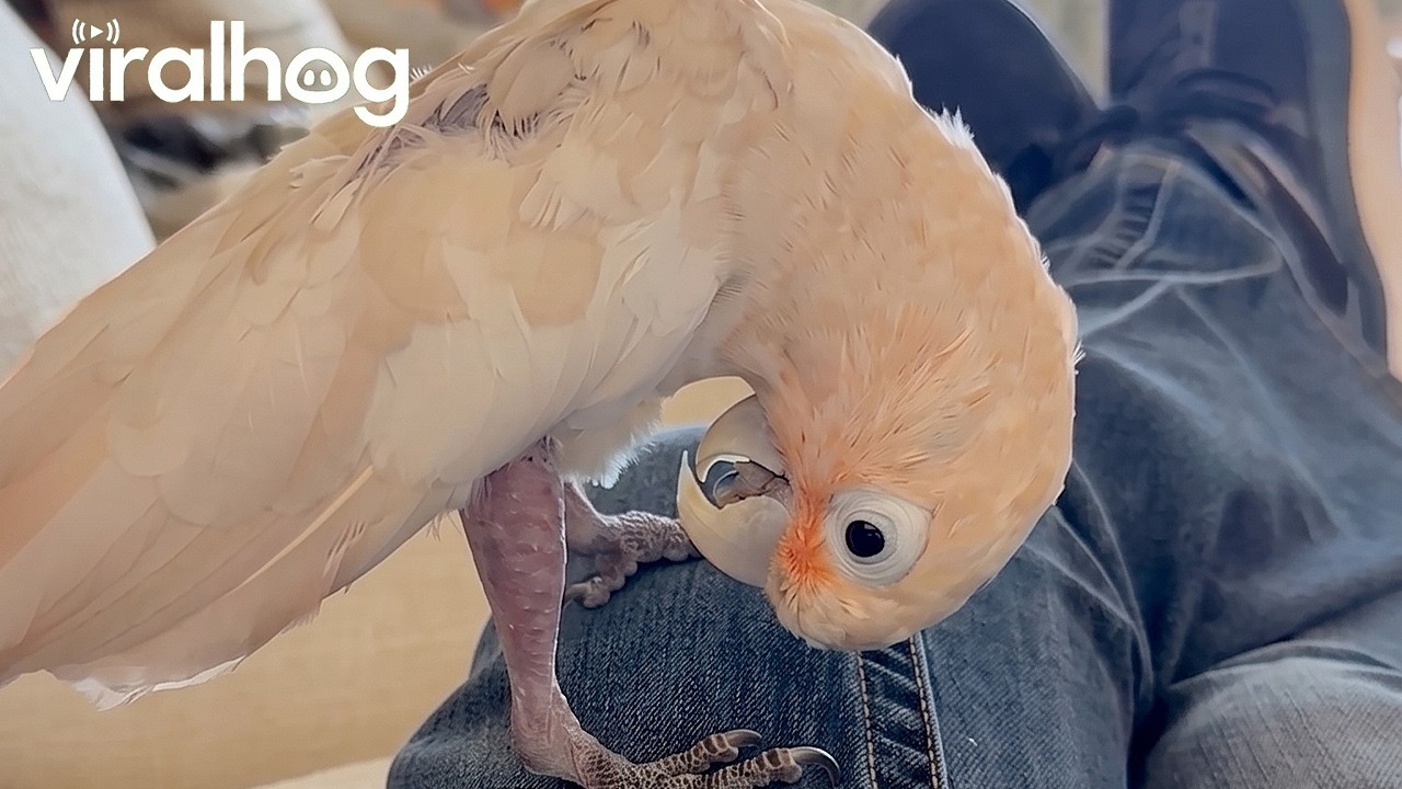 Cockatoo Realizes She Has Feet || ViralHog