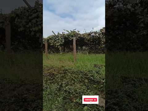 Caminhadas na Natureza com o @sescsantacatarina , Alto Cutias, Lontras -SC