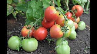 Томат Никола описание сорта помидоров характеристики посадка и выращивание болезни и вредители отзывы
