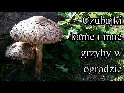 Ogrodowe pierdamony 34 - czubajki kanie i inne grzyby w ogrodzie