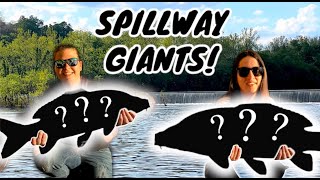 Fishing For Spillway GIANTS with Corn (Crazy Fight!)