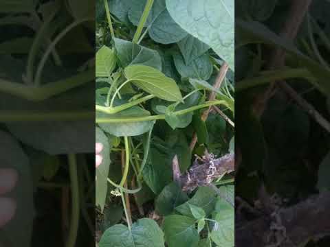 #Golden barries#Cape Gooseberry#in my farm