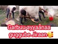 ❤🤰Jiraan aaraan guggubate garbuun gugguba jedhee😢