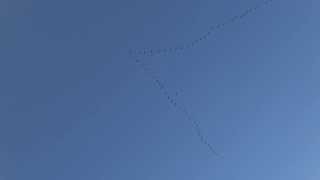 Woods On Fire - Bird Migration video