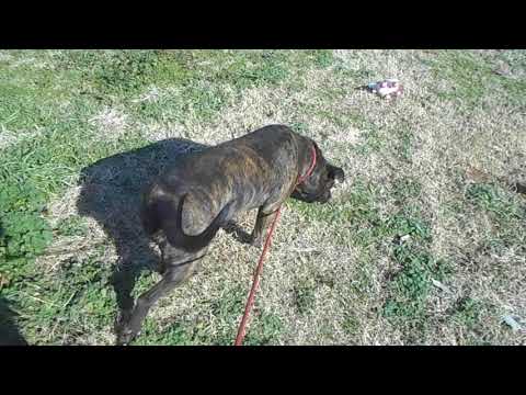 Amy, an adopted Mountain Cur Mix in Allentown, NJ_image-1