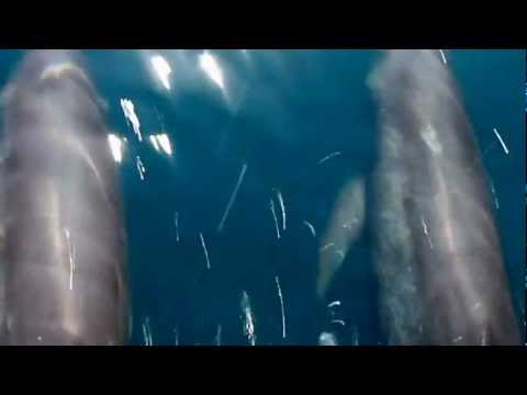 Cancion a Los Delfines (Uagi Bibiye) - Gunayala