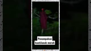 Download lagu Penampakan kuntilanak merah di atas pohon #duniala #shorts #hororshorts mp3