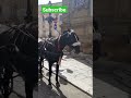 Very Beautiful Black Horse Cart Shorts Italy Horse Cute