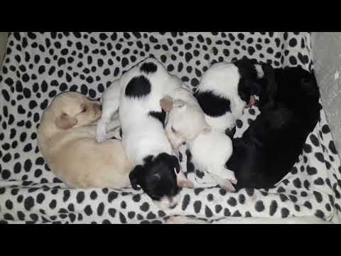 hercaı menekselerımın  ılk gunlerı 2021 1215  174250