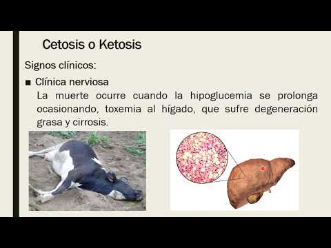 , title : 'Cetosis Bovina: Clínica-Diagnóstico'