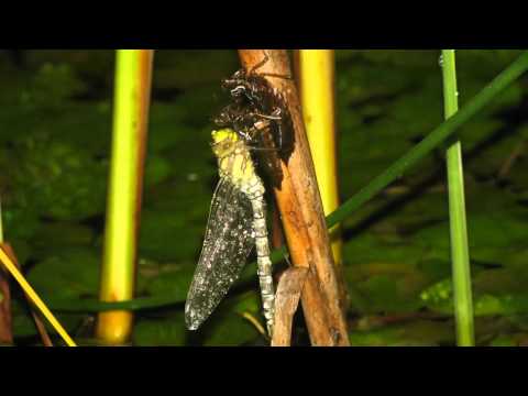 Libelle schlüpft im Regen