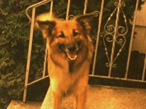 An old family video, no sound