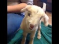 Funny Screaming Lamb 
