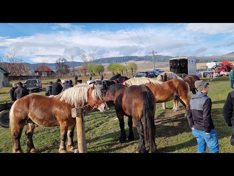 Târgul de cai de la Solca / NOU! 9 Octombrie2025