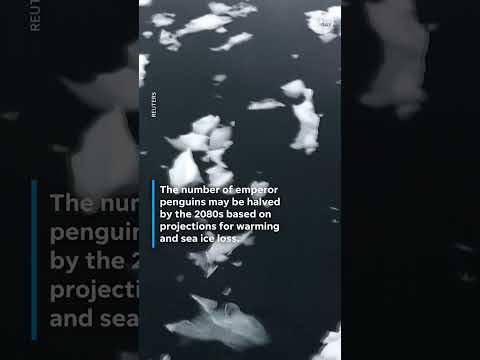 Emperor penguins move to endangered species list due to sea ice loss