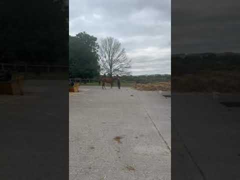 Video 1