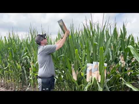 Get A Look Into Pioneer's Breeding Program