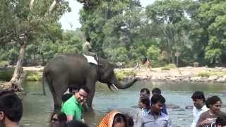preview picture of video 'Dubare Elephant Camp Videos,Coorg  - Elephant bath'