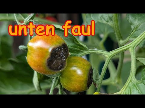 Tomato Growing Guide 27 - Blossom End Rot - Are tomatoes rotting from the bottom?
