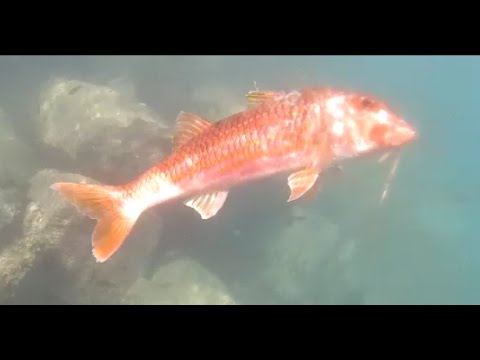 μπαρμπούνι 720γρ spearfishing.gr(red mullet)