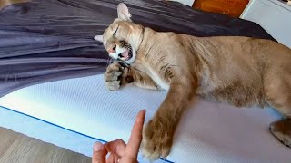 Пума любит играть в кошачьи игры! Месси превращается в котенка когда надо за?