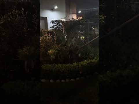 La Filarmónica Batracia de mi Jardín 🐸 | Concierto de las 9 PM