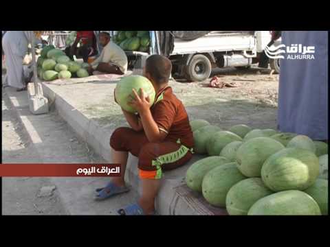 رقي ناحية العظيم في ديالى بحجمه الكبير ومذاقه الحلو يغزو الاسواق العراقية