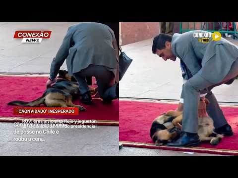 Vídeo: Cão invade cerimônia de posse no Chile e rouba a cena.