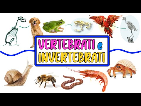 🐕🐸🐍🦜 ANIMALI VERTEBRATI e INVERTEBRATI 🐌🦀🐝🦐 Video Lezione di Scienze per la Scuola Primaria 📚👩🏻‍🏫