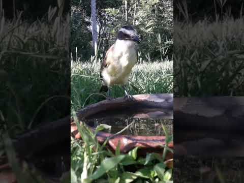 Birdday 246 Benteveo 2501 25
