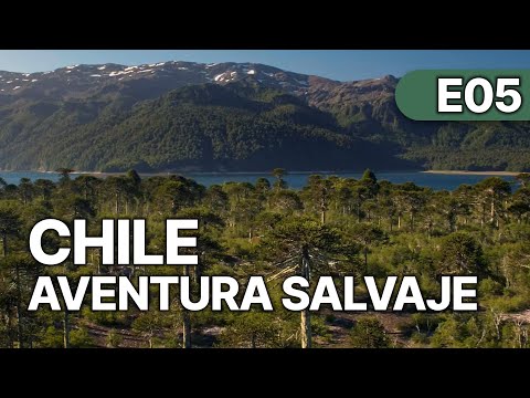 Chile - Un Viaje Salvaje - EP 5 | Explorando la Fauna de Chile