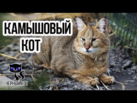 Камышовый кот / Интересные факты о кошках