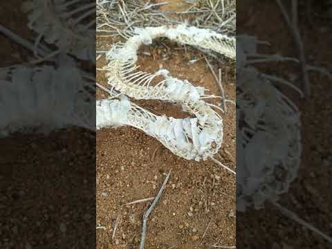 Snake's skeleton // #snake skeleton