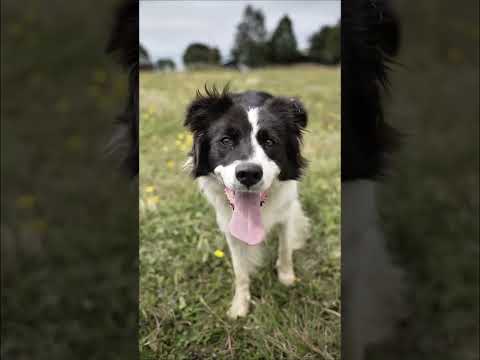 🏡🌿 Casa modular instalada en Frutillar, Región de Los Lagos. Diseño, calidad y experiencia modular