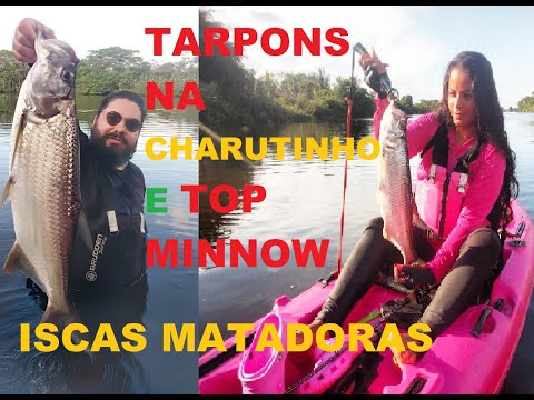 TARPONS NA CHARUTINHO E TOP MINNOW
