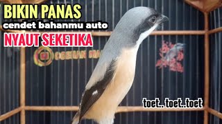 Download lagu toet toet suara cendet gacor PAGI SIANG SORE sangat efektif buat Pancingan cendet diam agr cpt bunyi mp3 Download lagu toet toet suara cendet gacor PAGI SIANG SORE sangat efektif buat Pancingan cendet diam agr cpt bunyi mp3