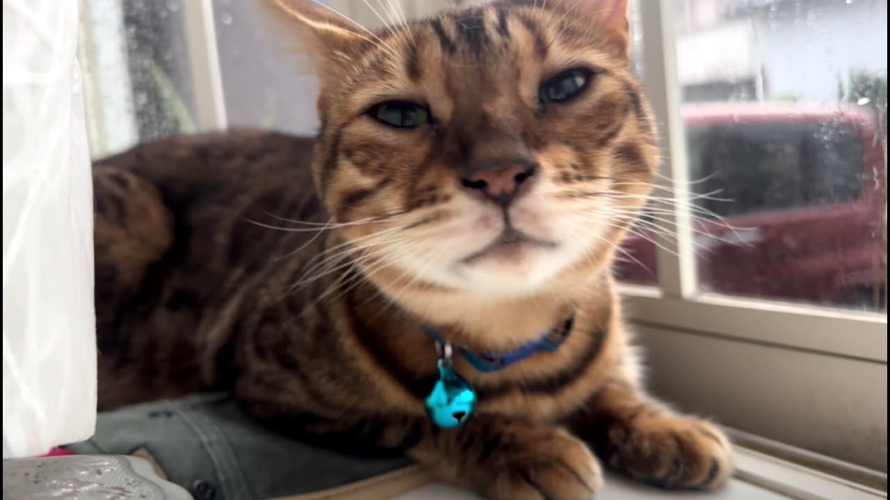 半年ぶりに猫6匹と実家帰省しました