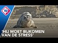 Zeehond uit vissersnet bevrijd en teruggezet in Noordzee - OMROEP WEST