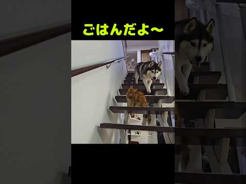 ２階にいる犬と猫にごはんだよ～と言うと...笑#shorts