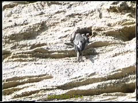 Kiesgruben - Oasen für bedrohte Natur?