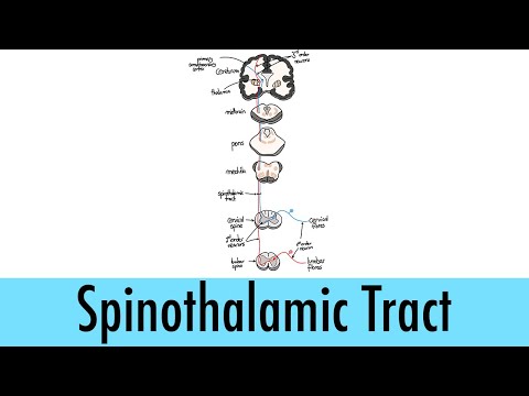 Neurological Pathways 01 -Spinothalamic Tract