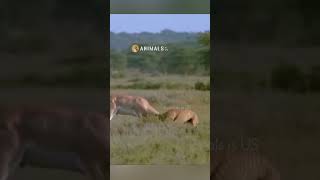 Gazelle defeats 4 Cheetahs Amazing Footage #animals #cheetah